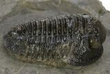 Detailed Gerastos Trilobite Fossil - Morocco #311063-3